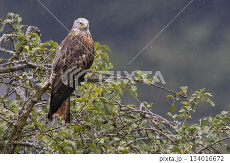 Red kite perched on a branch in the rain at Feldkirch, Vorarlberg, Austria during a rainy day 134016672