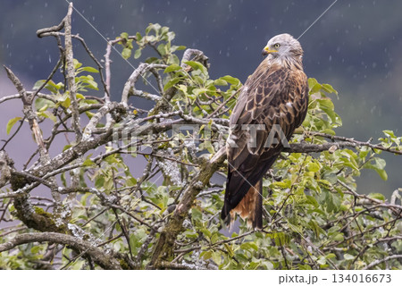 Red kite sits on a branch in the rain in Feldkirch Vorarlberg Austria Red kite sits on a branch in the rain in Feldkirch Vorarlberg Austria 134016673