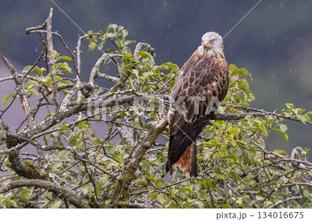 Red kite resting on a branch in rain during a cloudy day in Feldkirch, Vorarlberg, Austria Red kite resting on a branch in rain during a cloudy day in Feldkirch, Vorarlberg, Austria 134016675