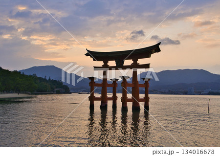 【広島県・宮島】厳島神社・大鳥居・夕焼け・マジックアワー 【広島県・宮島】厳島神社・大鳥居・夕焼け・マジックアワー 134016678