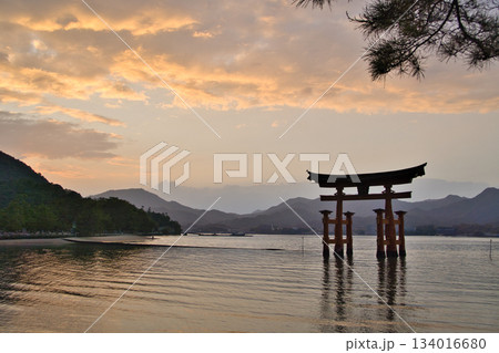 【広島県・宮島】厳島神社・大鳥居・夕焼け・マジックアワー 【広島県・宮島】厳島神社・大鳥居・夕焼け・マジックアワー 134016680