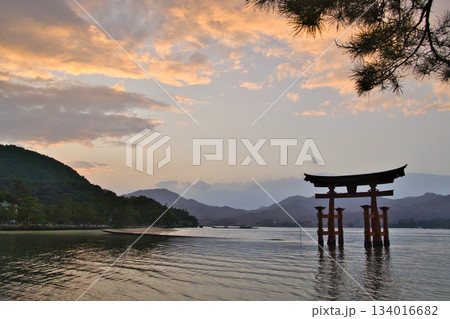 【広島県・宮島】厳島神社・大鳥居・夕焼け・マジックアワー 134016682