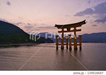 【広島県・宮島】厳島神社・大鳥居・夕焼け・マジックアワー 【広島県・宮島】厳島神社・大鳥居・夕焼け・マジックアワー 134016687