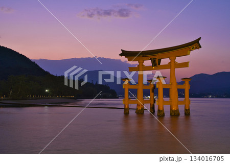 【広島県・宮島】厳島神社・大鳥居・夕焼け・マジックアワー 【広島県・宮島】厳島神社・大鳥居・夕焼け・マジックアワー 134016705