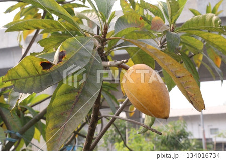 Canistel fruit on tree in farm Canistel fruit on tree in farm 134016734