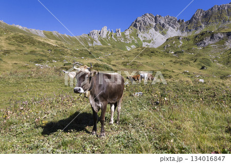 Brown Swiss Braunvieh cattle grazing on alpine meadow near Lunersee, Ratikon Alps, Vorarlberg, Austria 134016847