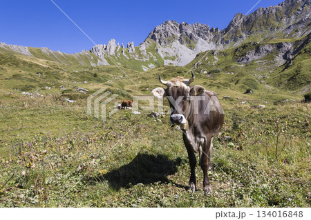 Brown Swiss Braunvieh cattle grazing on alpine meadow near Lunersee, Ratikon Alps, Vorarlberg, Austria Brown Swiss Braunvieh cattle grazing on alpine meadow near Lunersee, Ratikon Alps, Vorarlberg, Austria 134016848