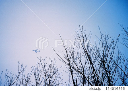 Aeroplane with tree Aeroplane with tree 134016866
