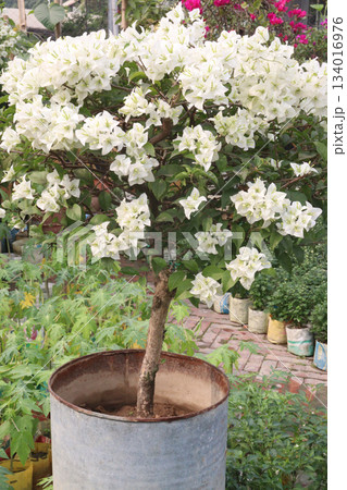 Bougainvillea flower plant on farm Bougainvillea flower plant on farm 134016976