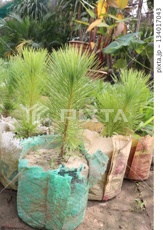 Caribbean pine plant on nursery Caribbean pine plant on nursery 134017043
