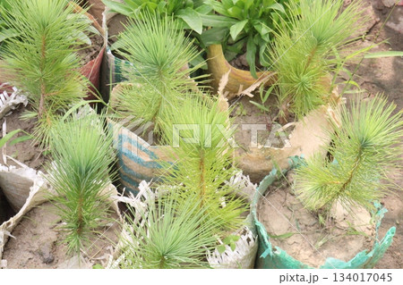 Caribbean pine plant on nursery 134017045