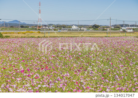 磐田市の向笠のコスモス畑の風景(静岡県) 磐田市の向笠のコスモス畑の風景(静岡県) 134017047