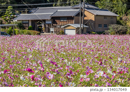 磐田市の向笠のコスモス畑と加賀爪甲斐守屋敷移築門の風景(静岡県) 磐田市の向笠のコスモス畑と加賀爪甲斐守屋敷移築門の風景(静岡県) 134017049