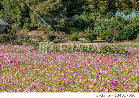 磐田市の向笠のコスモス畑の風景(静岡県) 134017050