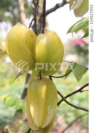 Carambola on tree in farm for harvest are cash crops Carambola on tree in farm for harvest are cash crops 134017053