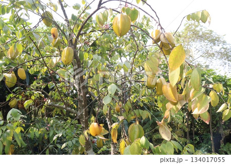 Carambola on tree in farm for harvest are cash crops 134017055