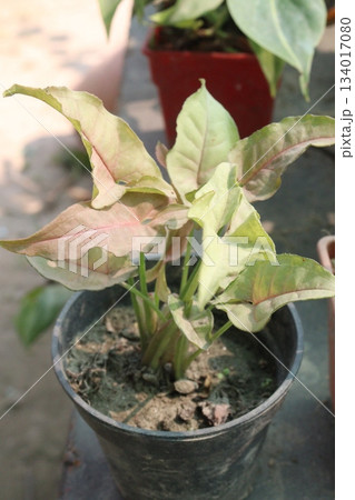 Arrowhead plants on farm for sell 134017080