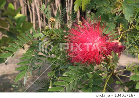Calliandra haematocephala flower plant on farm 134017167