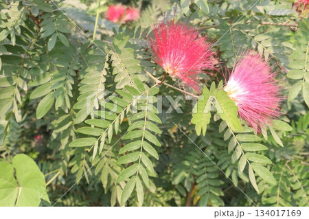 Calliandra haematocephala flower plant on farm 134017169