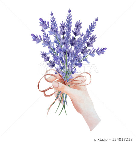 Delicate female hand holds rustic lavender bouquet tied with twine. Romantic watercolor illustration purple flowers, isolated on white background. Botanical art for spa, wedding, designs, textille 134017218