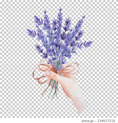 Delicate female hand holds rustic lavender bouquet tied with twine. Romantic watercolor illustration purple flowers, isolated on white background. Botanical art for spa, wedding, designs, textille 134017218