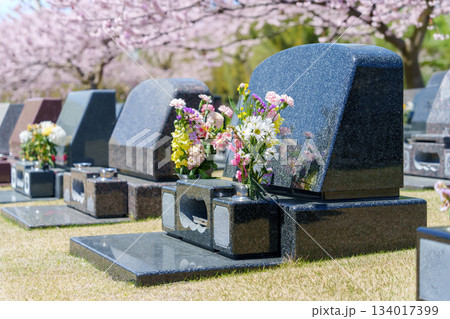 桜の花が咲き乱れる自然豊かな春の霊園。建ち並ぶ墓石の風景。 134017399