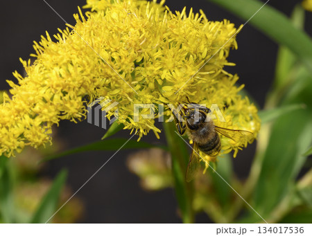 Close up view of Honey Bees collecting pollen from Goldenrod flowers Close up view of Honey Bees collecting pollen from Goldenrod flowers 134017536