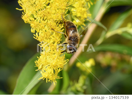 Close up view of a Honey Bee collecting pollen from Goldenrod flowers 134017539