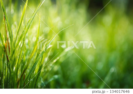 Abstract blurred green spring grass background Abstract blurred green spring grass background 134017646