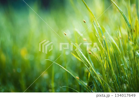 Abstract blurred green spring grass background Abstract blurred green spring grass background 134017649