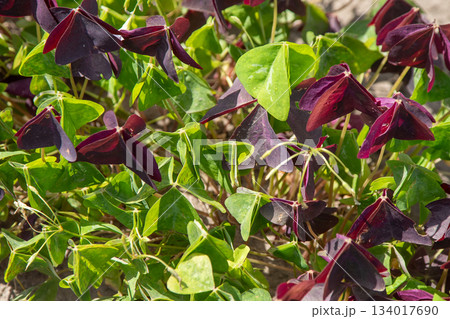 Oxalis Triangularis green Plant Flower Leaves Oxalis Triangularis green Plant Flower Leaves 134017690