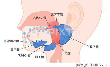 唾液腺のイラスト_詳しい名前あり 134017702