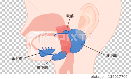 Illustration of the salivary glands_parotid gland, submandibular gland, sublingual gland and masseter muscle 134017703