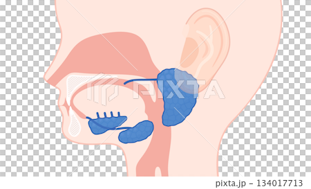 Illustration of salivary glands_No name Illustration of salivary glands_No name 134017713