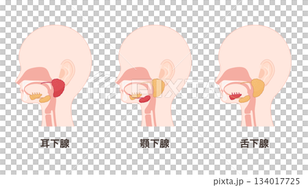 Illustration of the salivary glands - highlighting the parotid, submandibular, and sublingual glands 134017725