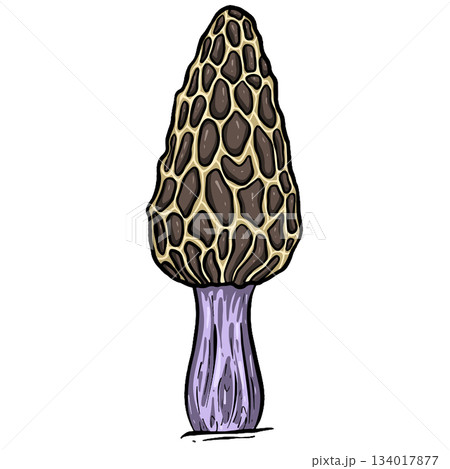 A Fungi Mushroom or Toadstool Vector Illustration Cartoon Wild 134017877