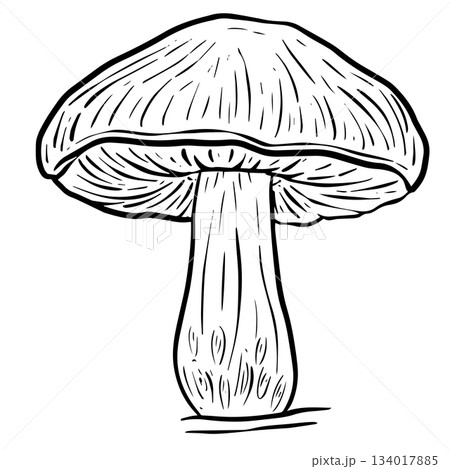 A Fungi Mushroom or Toadstool Vector Illustration Cartoon Wild A Fungi Mushroom or Toadstool Vector Illustration Cartoon Wild 134017885