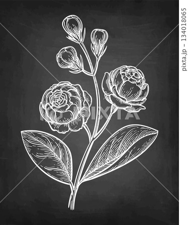 Jasmine Sambac Grand Duke of Tuscany chalk sketch. 134018065