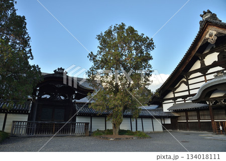 東福寺 庫裡と方丈唐門(京都市東山区) 東福寺 庫裡と方丈唐門(京都市東山区) 134018111