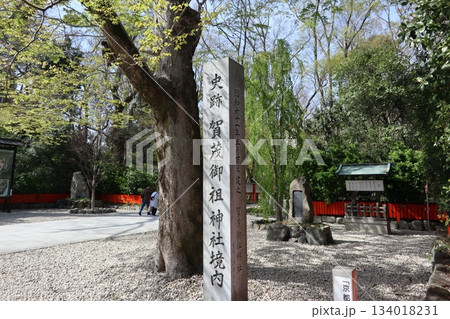 京都の世界遺産 下鴨神社の参道・糺の森 134018231
