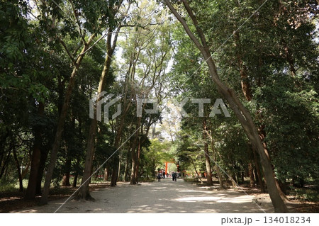 京都の世界遺産 下鴨神社の参道・糺の森 134018234