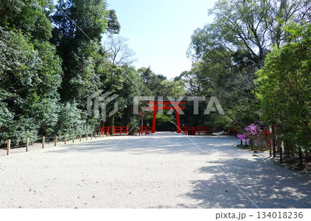 京都の世界遺産 下鴨神社の参道・糺の森 134018236