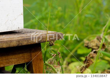 Closeup captures angle of wooden stool against a backdrop of lush greenery. Mix of plants and flowers, vibrant garden ecosystem. Soft focus highlights natural textures, outdoor, beauty of nature 134018647
