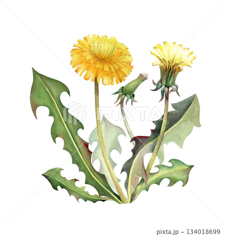 A yellow dandelion flower with a bud and green leaves on an isolated background. Watercolor illustration with a realistic wildflower. A clipart for summer themes and postcards. A yellow dandelion flower with a bud and green leaves on an isolated background. Watercolor illustration with a realistic wildflower. A clipart for summer themes and postcards. 134018699