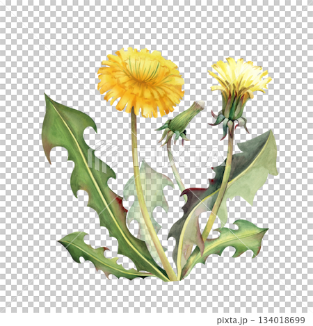 A yellow dandelion flower with a bud and green leaves on an isolated background. Watercolor illustration with a realistic wildflower. A clipart for summer themes and postcards. A yellow dandelion flower with a bud and green leaves on an isolated background. Watercolor illustration with a realistic wildflower. A clipart for summer themes and postcards. 134018699