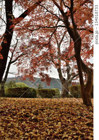 秋の大覚寺 大沢池のモミジと落葉(京都市右京区) 秋の大覚寺 大沢池のモミジと落葉(京都市右京区) 134018733