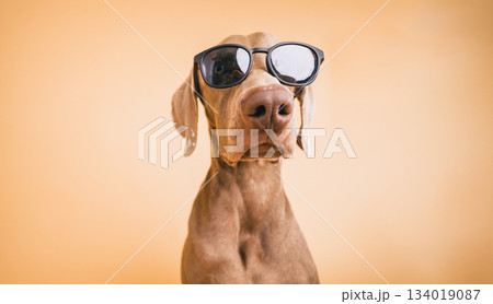 Weimaraner dog wearing black sunglasses looking cool Weimaraner dog wearing black sunglasses looking cool 134019087