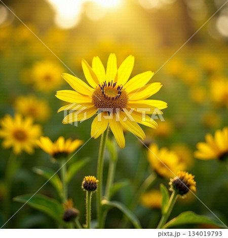 AI generated Peaceful warm weather scene with blooming daisies and lush surroundings 134019793