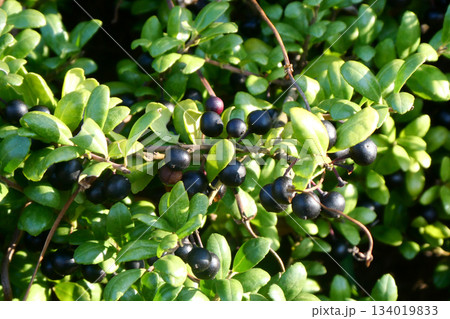 岩手県奥州市水沢公園のマメツゲの葉と実 岩手県奥州市水沢公園のマメツゲの葉と実 134019833