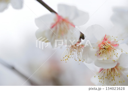 春の訪れ 春の訪れ 134021628